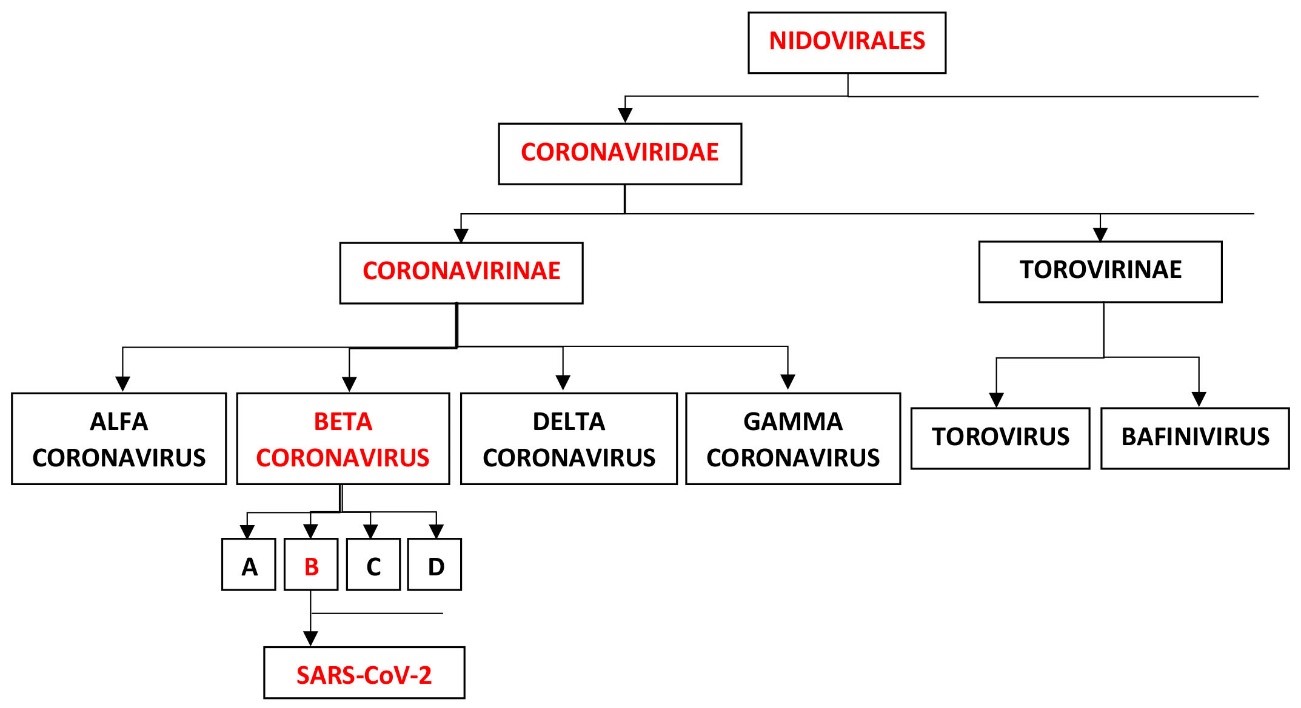 Familia del Coronavirus